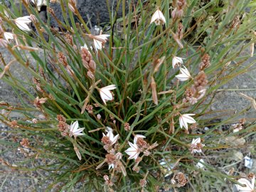 Asphodelus fistulosus / Asfodelo fistoloso